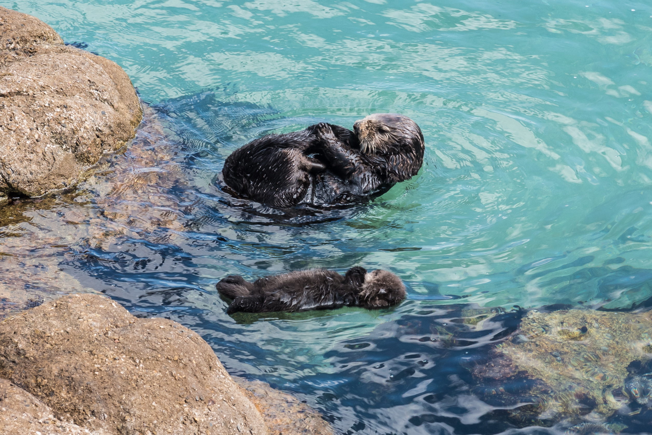 mother Southern Sea Otter with baby