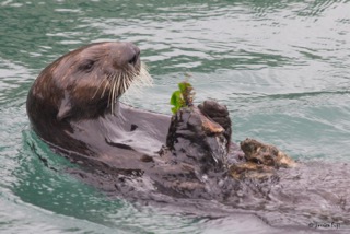 A sea otter holding a mussel