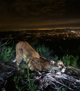 A female mountain lion above Los Angeles