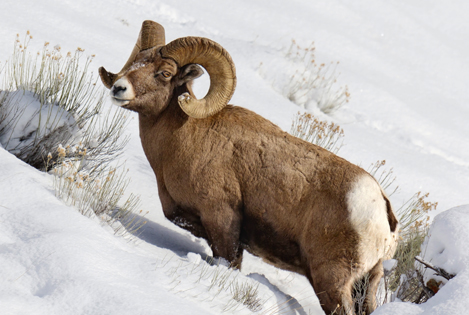 Bighorn Sheep in snow