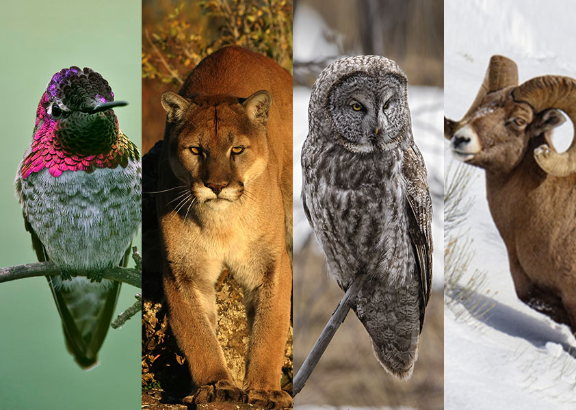 hummingbird, mtn lion, owl, and bighorn sheep