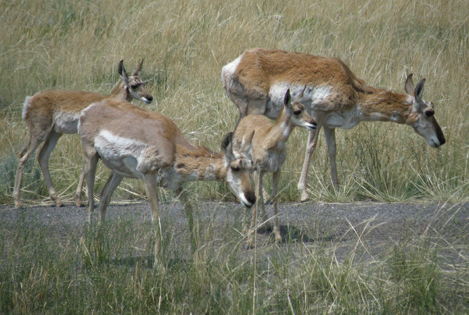pronghorn eating grass in field