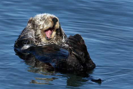 sea otter with mouth open