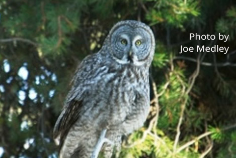Owl: photo by Joe Medley