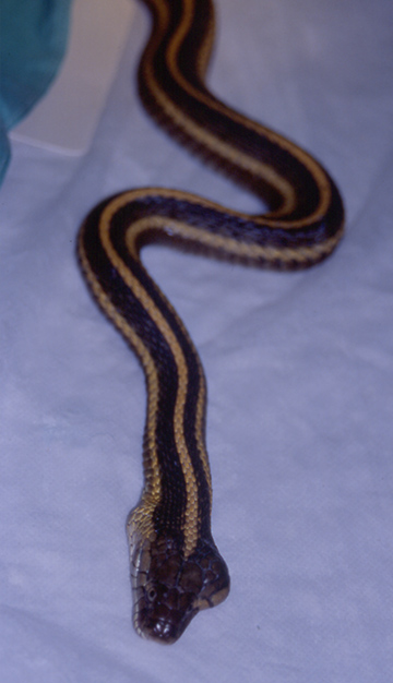 Garter snake in lab