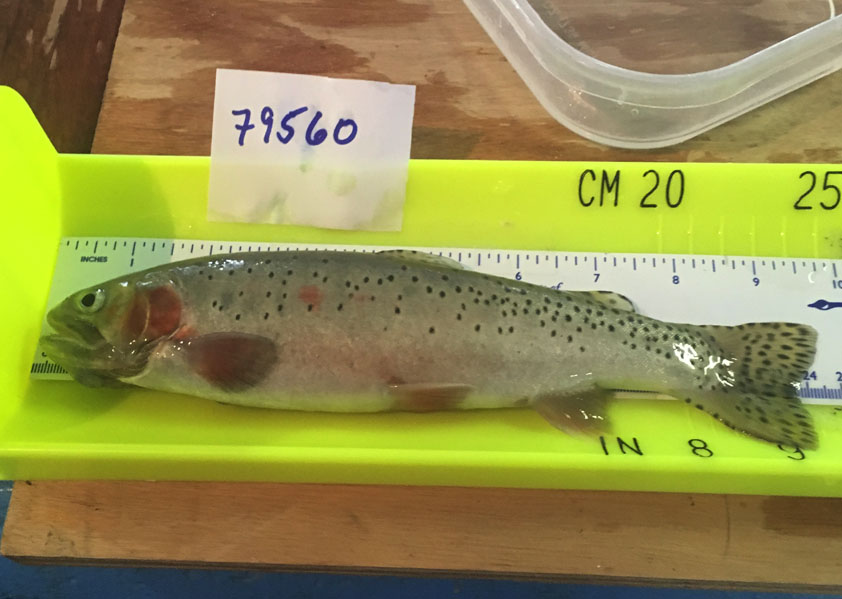 trout being measured