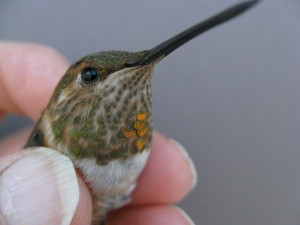 Allens Hbird Hummingbird - photo credit Rita Colwell