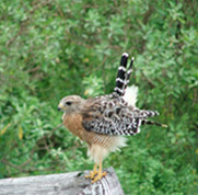Hawk perched on wood