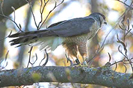 hawk-red-tailed