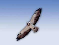 hawk flying in sky