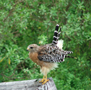 red-shouldered-hawk