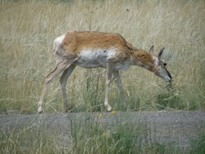 Pronghorn eating grass in field