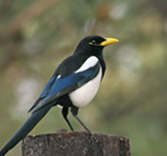 Yellow-billed magpie on a post
