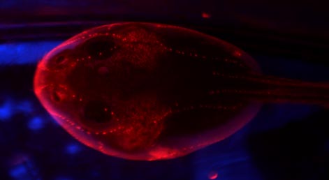 Southern leopard frog tadpole under fluorescence microscopy, displaying healthy lateral lines around the eyes and dorsally.