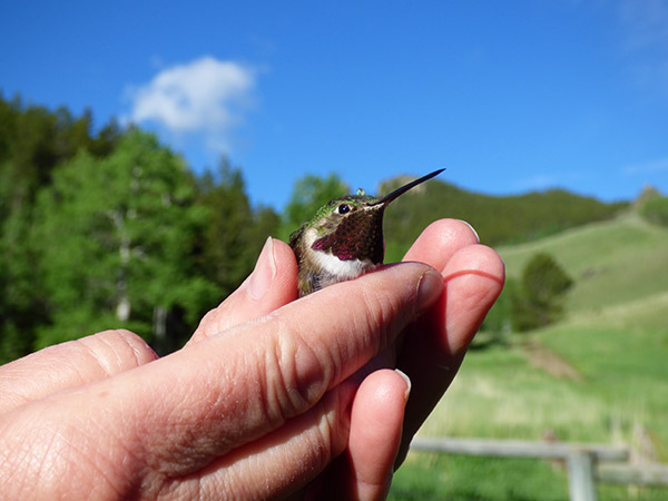 Broad-tailed hummingbird in Big Horns