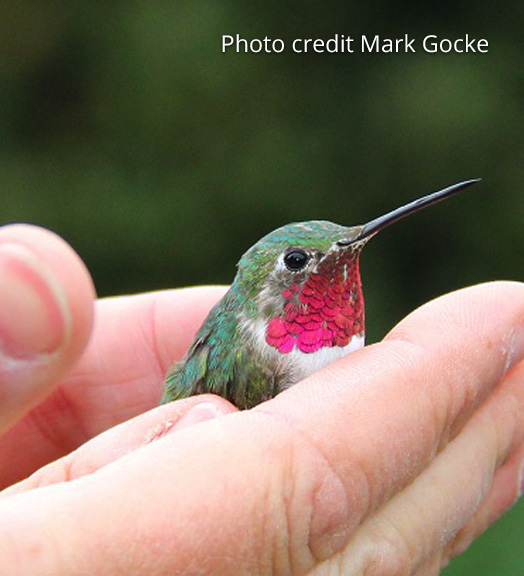 Hummingbird in hands