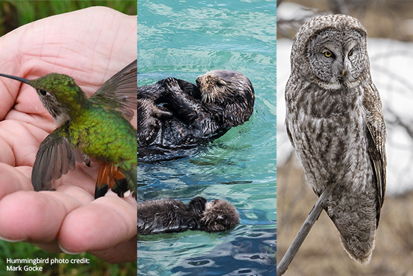 Hummingbird, sea otter, and owl images